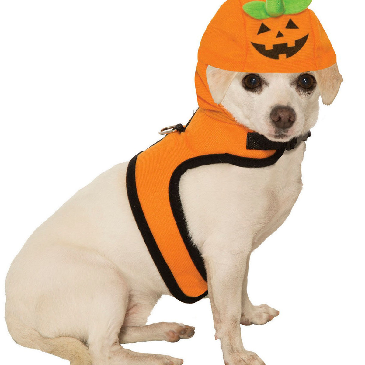 10+ Fun Pet Halloween Costumes (For dogs and cats)