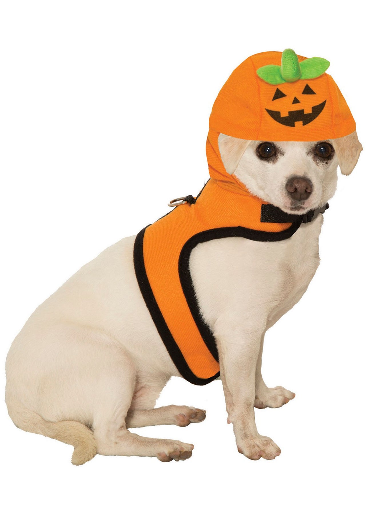 Pet Pumpkins